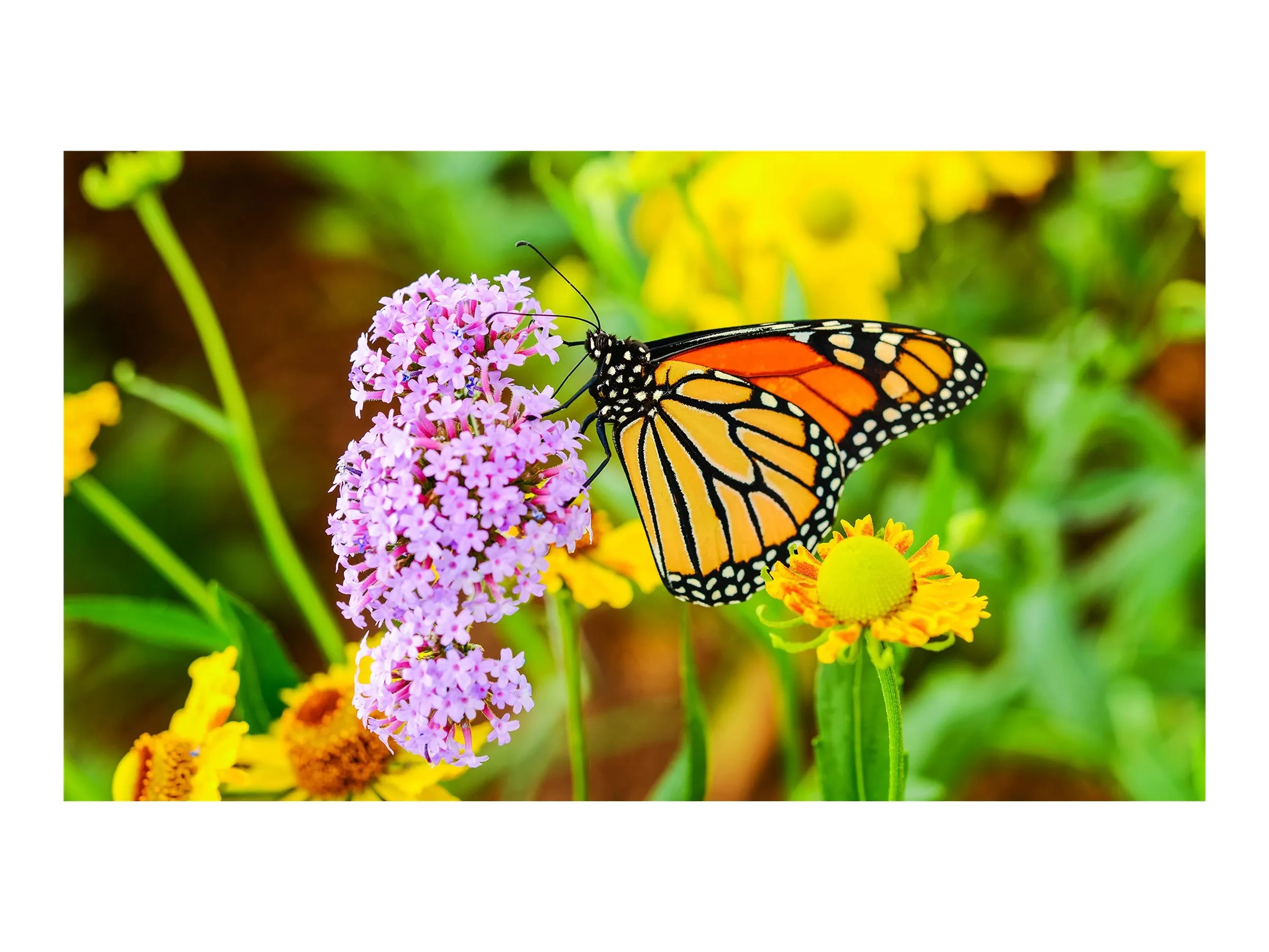 NEC MultiSync UN552S