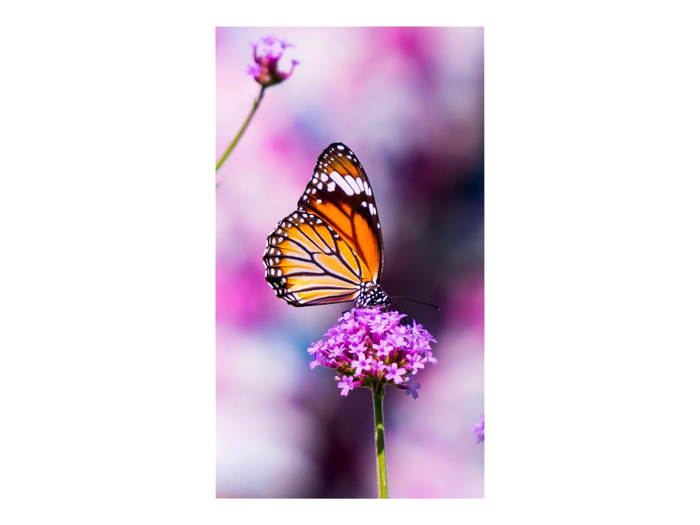 NEC MultiSync UN552VS